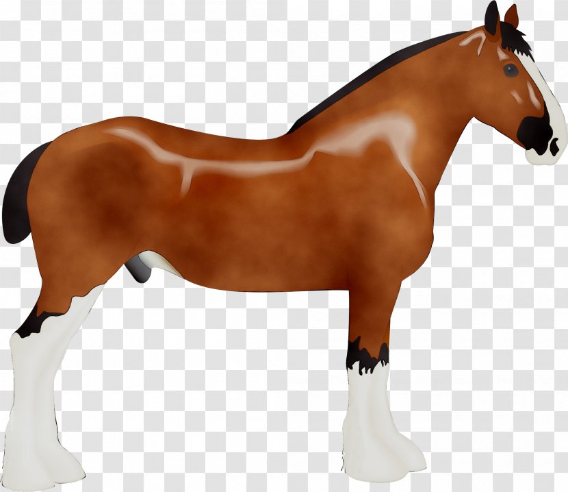 Mustang Mare Stallion Rein Pony - Saddle - Livestock Transparent PNG