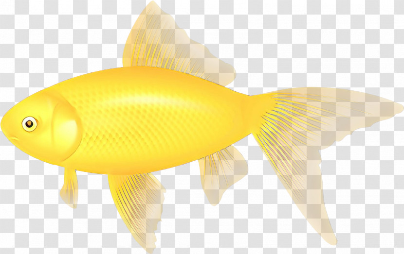 Fish Fish Goldfish Fin Yellow Transparent PNG