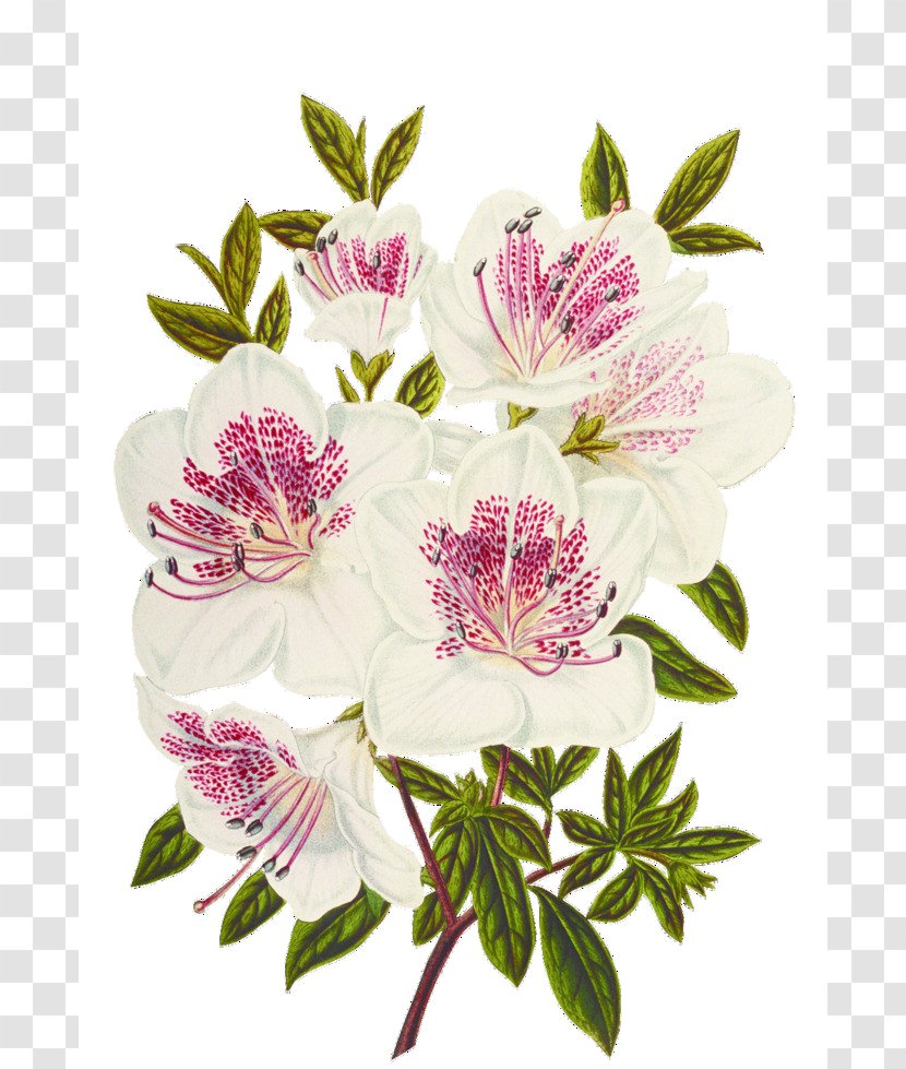Cut Flowers White Floral Design - Alstroemeriaceae - Flower Transparent PNG