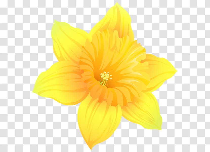 Daffodil Clip Art Image Photography - Narcissus - Transparent Transparent PNG