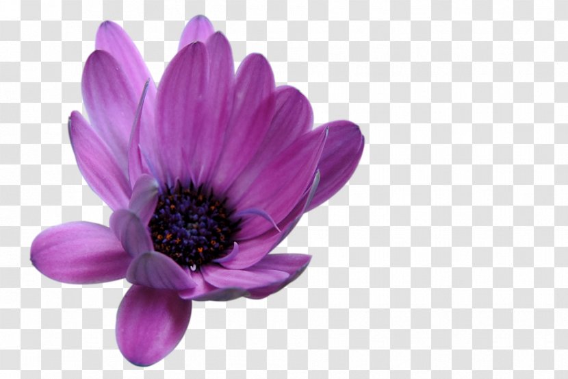 Flower Blume Image Pixabay Common Daisy Transparent PNG