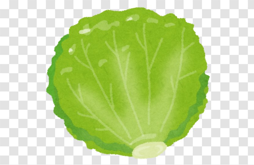 Red Leaf Lettuce Food Vegetable Nutrition - School Meal - Clipart Transparent PNG