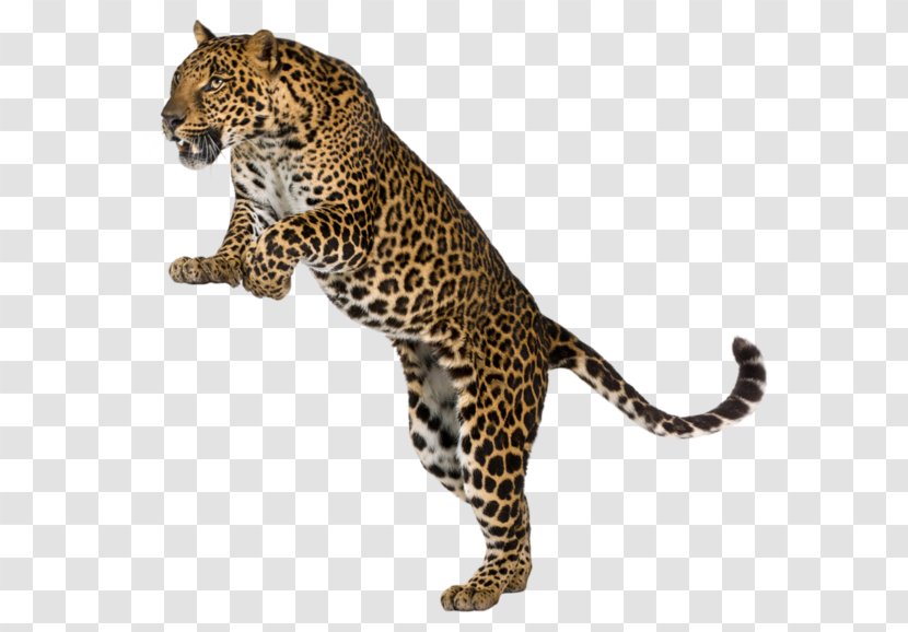 Cheetah Amur Leopard Felidae Tiger Stock Photography - House - Leaping Transparent PNG