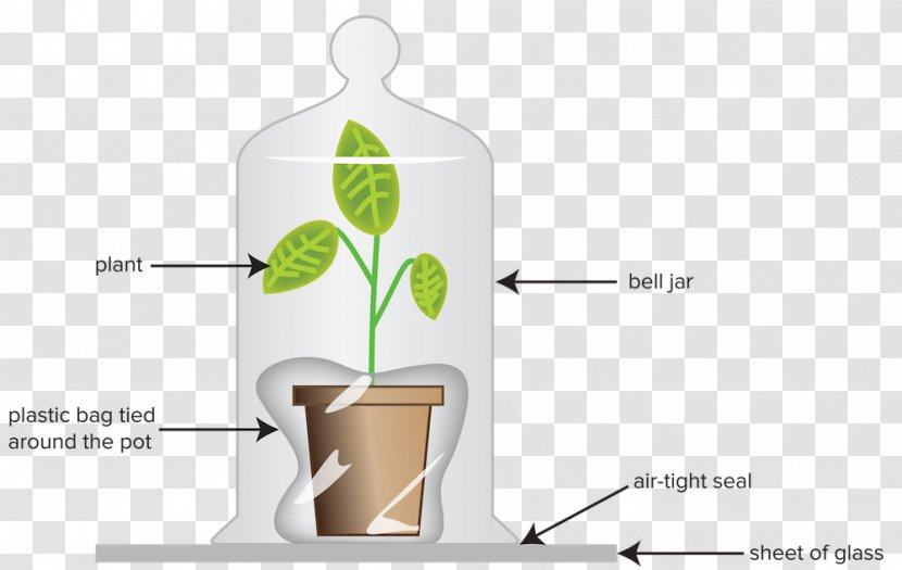 Flowerpot Brand Plant - Tableglass Transparent PNG