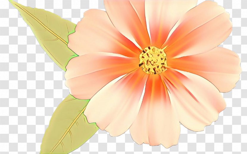 Pink Flower Cartoon - Gerbera - Pollen Perennial Plant Transparent PNG