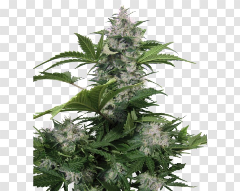 Autoflowering Cannabis Seed Skunk White Widow Dwarf Transparent PNG