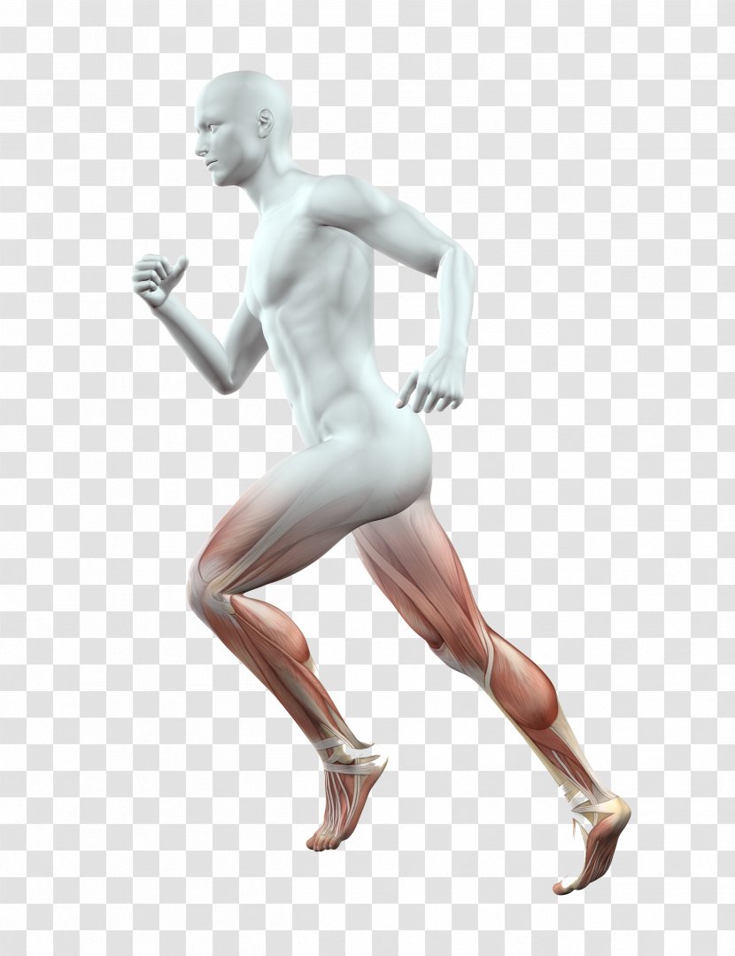 Human Body Anatomy Stock Photography Homo Sapiens Muscle - Silhouette - Legs Transparent PNG