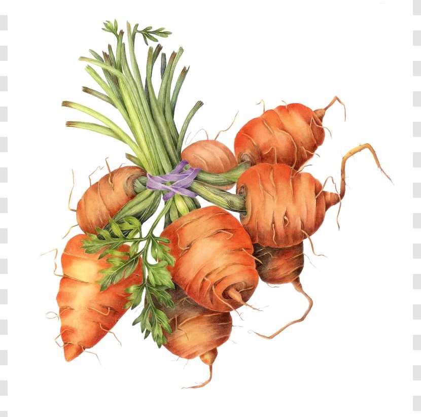 Carrot Botanical Illustration Drawing Botany Transparent PNG