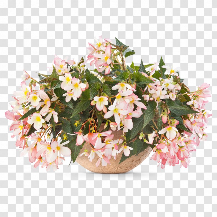 Begonia Angel Falls Waterfall Annual Plant Flower Transparent PNG