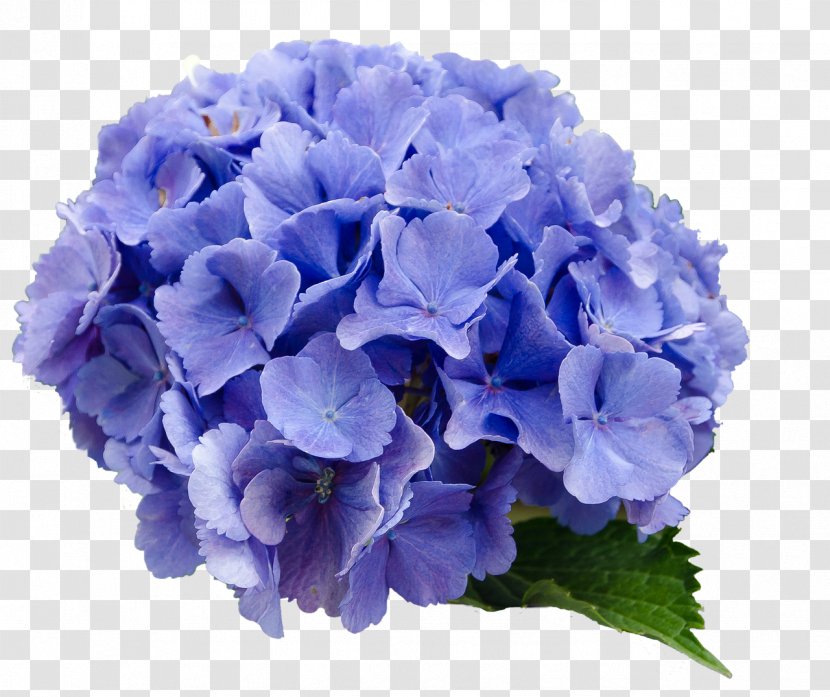 French Hydrangea Flower Blue - Common Daisy Transparent PNG