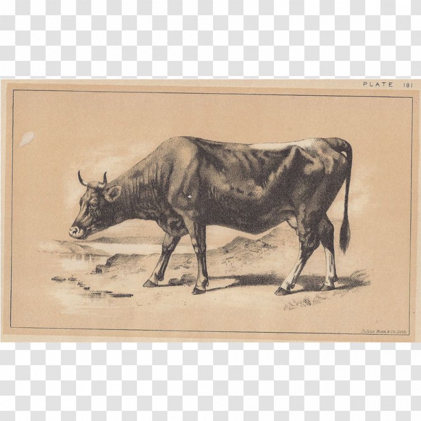 Bull Cattle Ox Drawing Fauna - Flower Transparent PNG