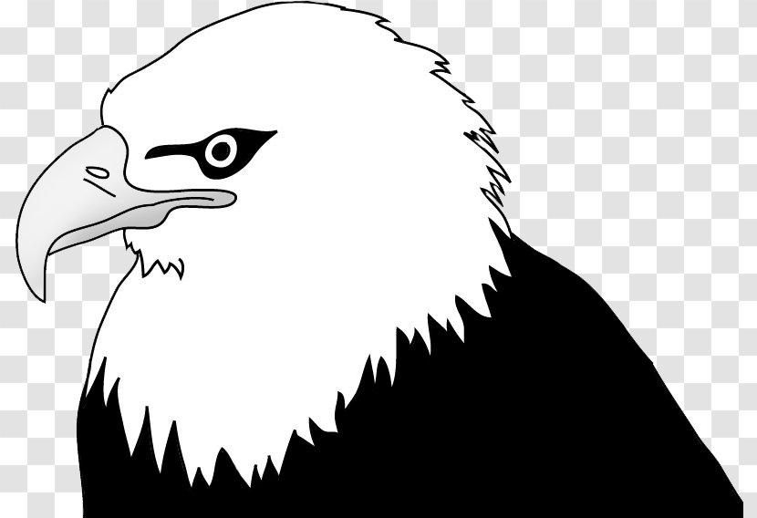 Bald Eagle Drawing Clip Art - Neck Transparent PNG