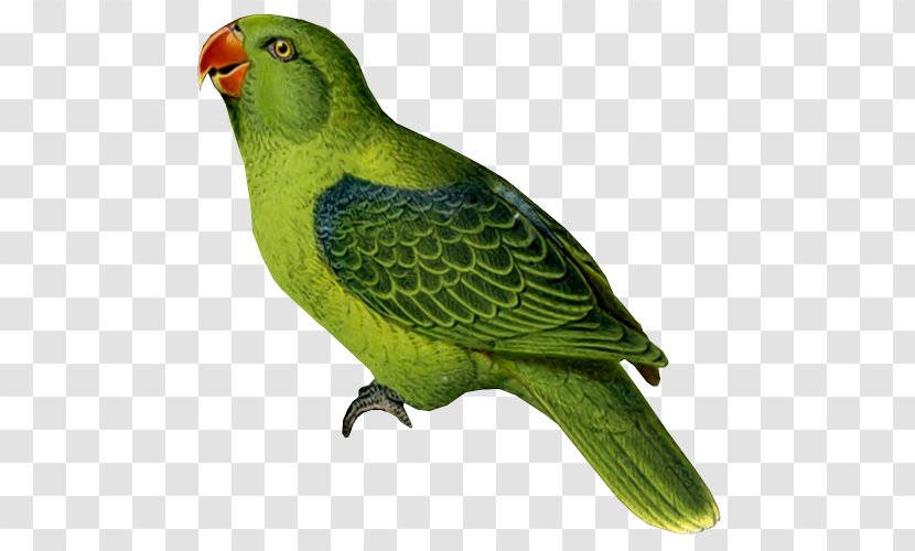 Budgerigar Parrot Bird Cockatiel Parakeet - Lovebird Transparent PNG