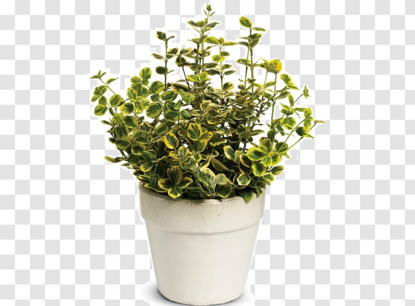 Fortune's Spindle Shrub Tree Plant Groundcover - Flowerpot Transparent PNG