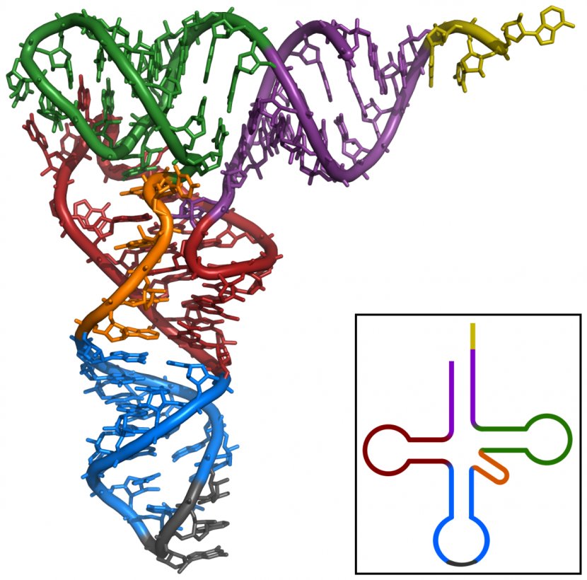 Transfer RNA Non-coding Adenine Ribosomal - Transcription - Longevity Transparent PNG