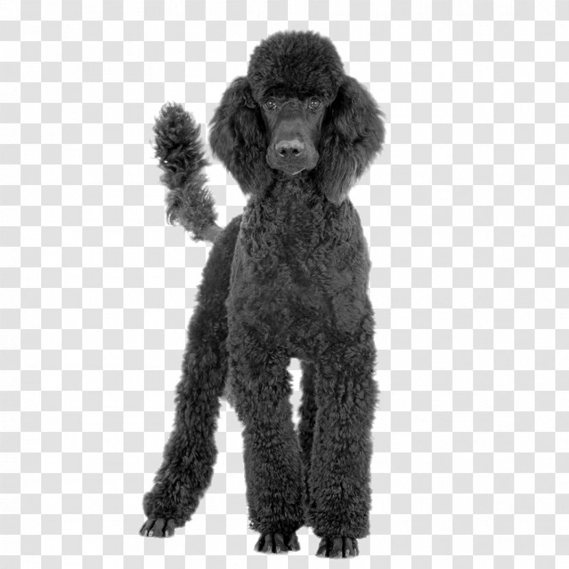 Toy Poodle Black And Tan Coonhound Standard Bluetick Transparent PNG