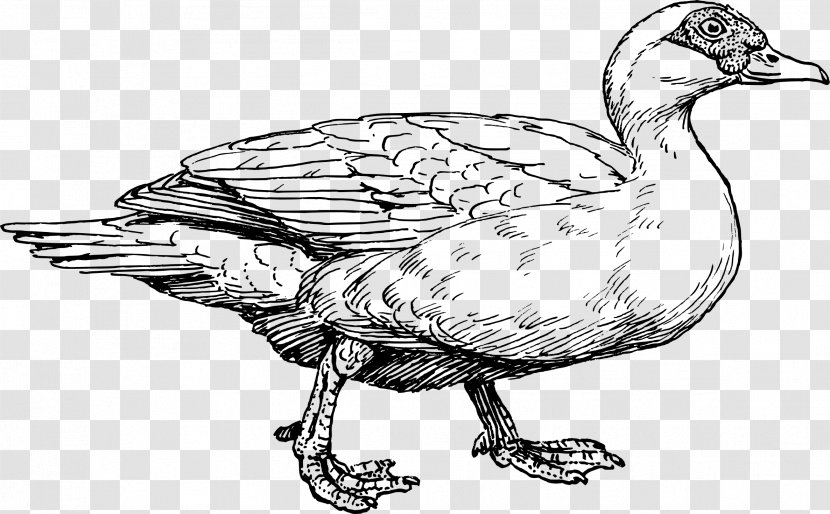Muscovy Duck American Pekin Mallard Drawing Transparent PNG