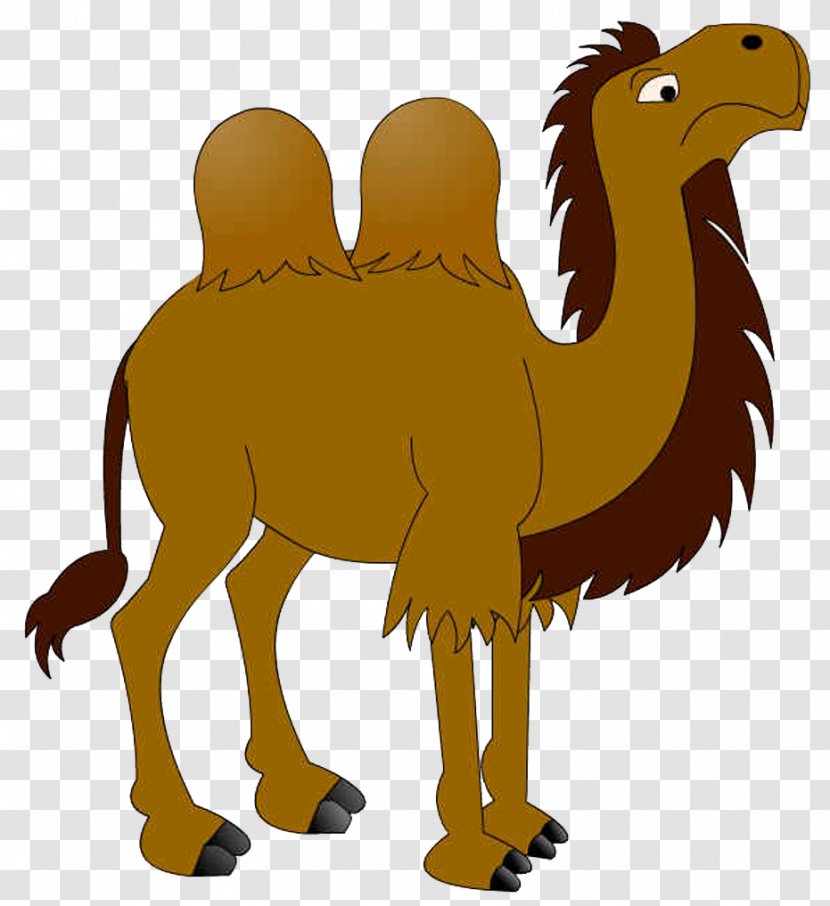 Dromedary Cartoon - Poster - Lovely Camel Transparent PNG