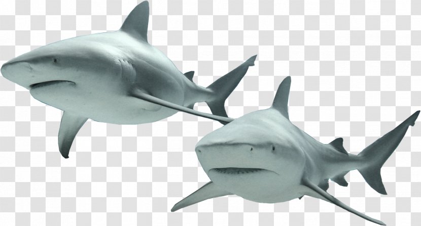 Lamniformes Fish Hammerhead Shark Great White Chondrichthyes - Sharks Transparent PNG