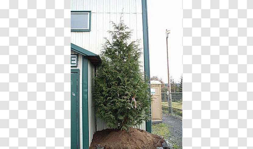 Tree Leyland Cypress Arborvitae Shed Property Transparent PNG