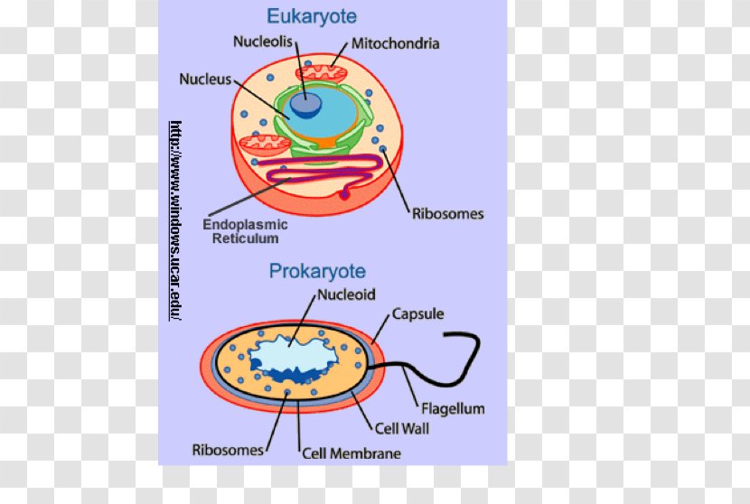 Eukaryotic Gene Expression Prokaryote Eukaryote Cell Microbiology - Dna Replication - Parietal Transparent PNG