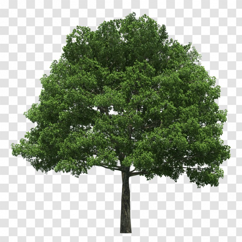 Evergreen Tree Planting Arborist Arbor Day Transparent PNG