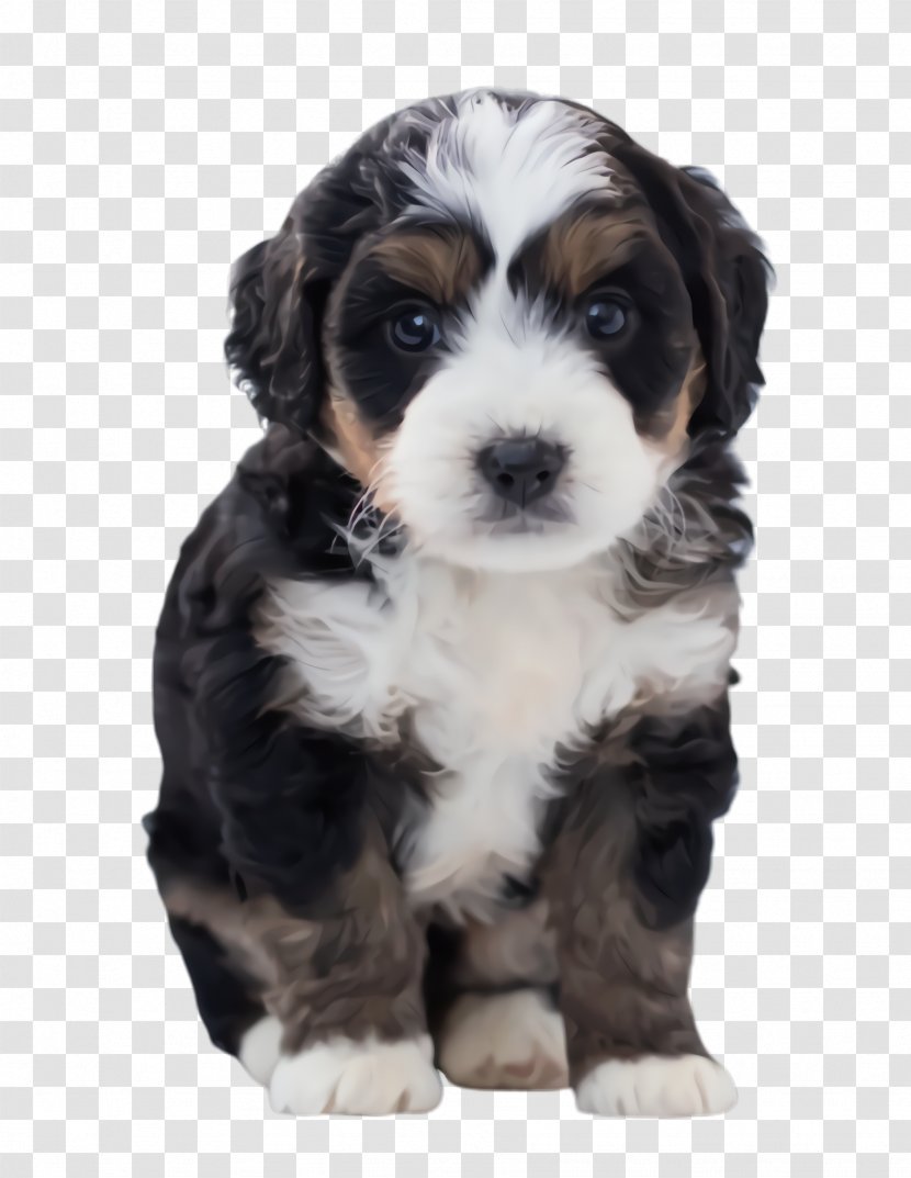 Golden Retriever Background - Mountain Dog - Puppy Love Labradoodle Transparent PNG