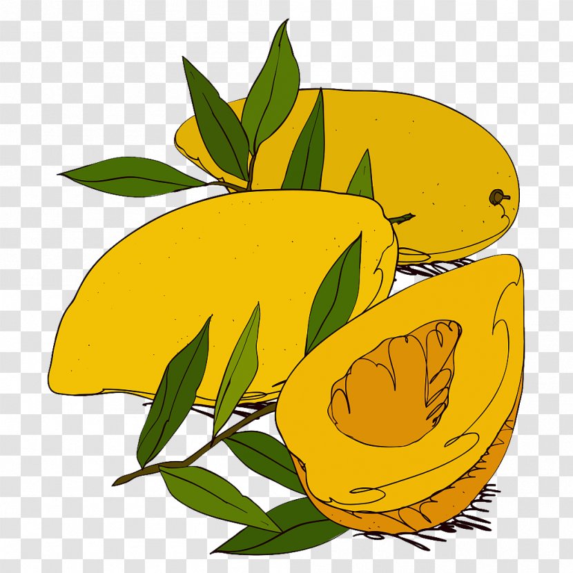 Mango Drawing Illustration - Painting - Hand Painted Transparent PNG