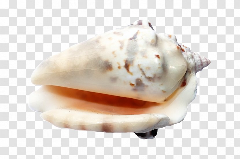Seashell Image Beach - Mollusc Shell Transparent PNG