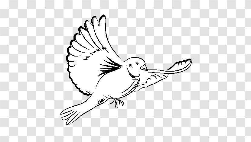 Rock Dove Columbidae Doves As Symbols Drawing Bird - Branch Transparent PNG