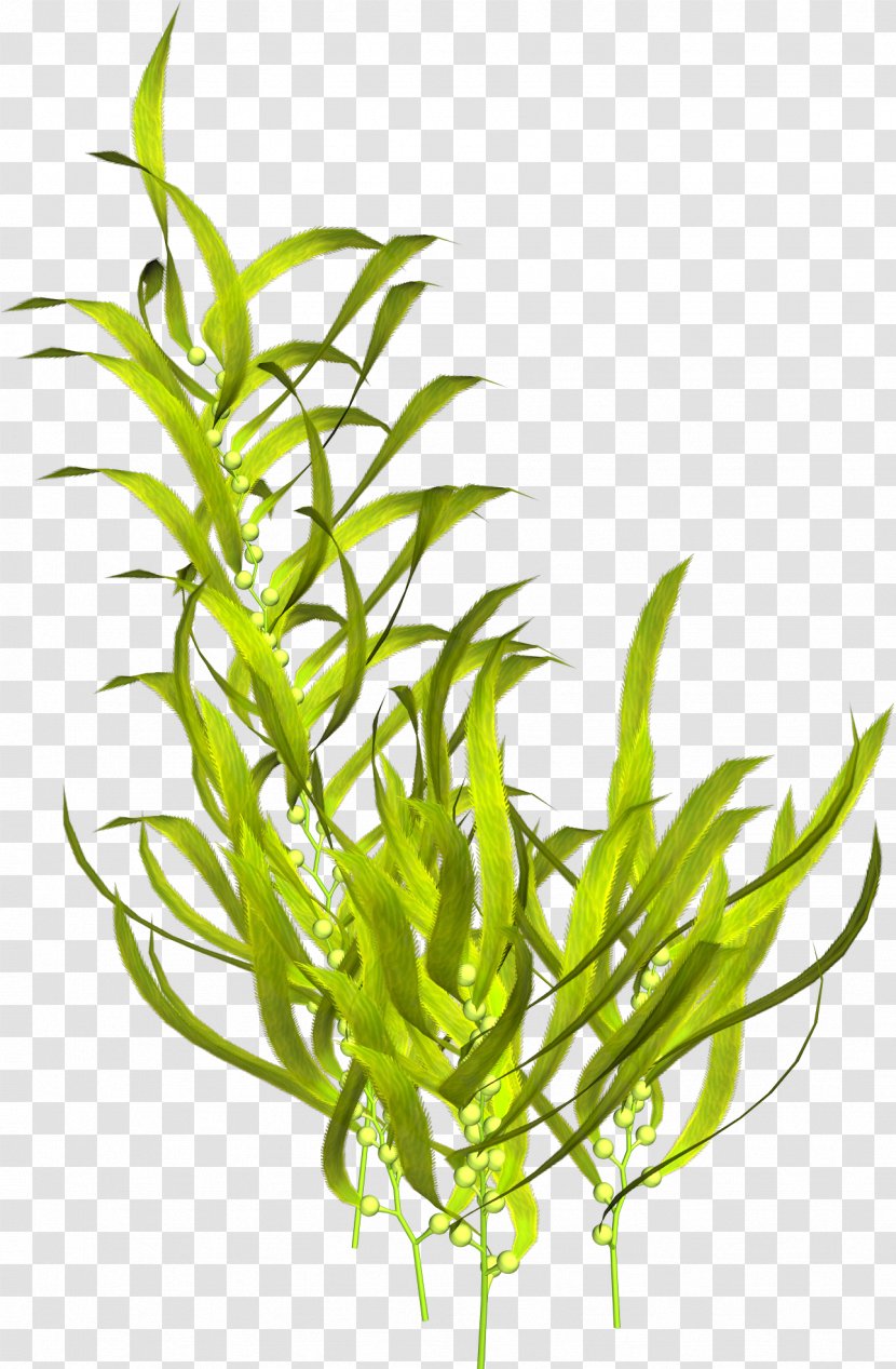 Aquatic Plants Seaweed Algae Clip Art - Seagrass - Plant Transparent PNG