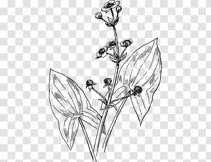 Broadleaf Arrowhead Drawing Plant - Flowering Transparent PNG