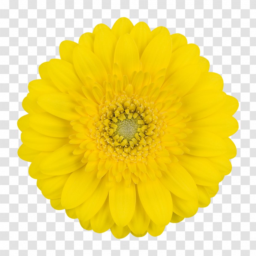 Transvaal Daisy Cut Flowers Stock Photography Yellow - Flower Transparent PNG