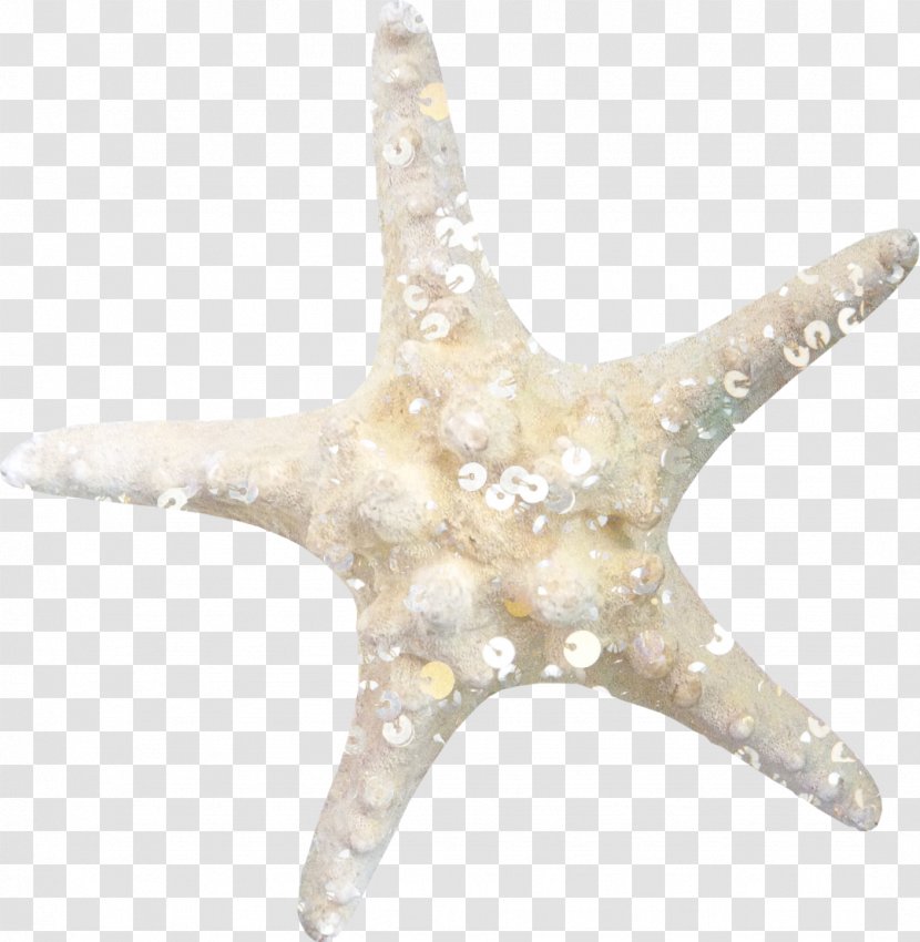 Starfish Lossless Compression Clip Art - Seashell - Ocean Star Transparent PNG
