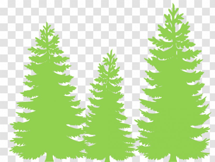 Eastern White Pine Fir Tree Evergreen Conifers - Spruce Transparent PNG