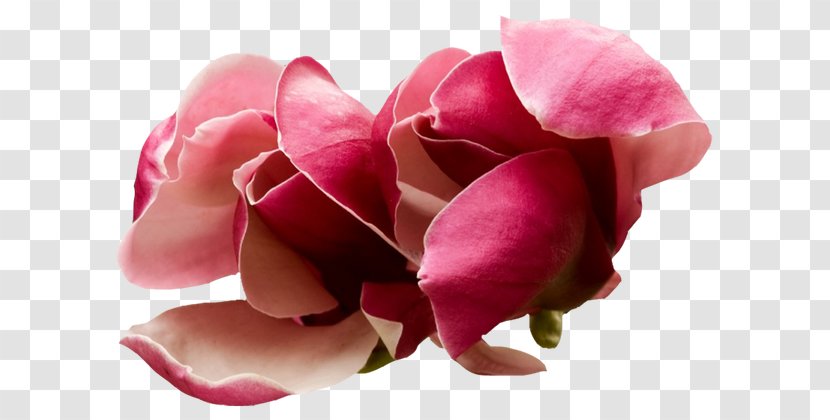 Desktop Wallpaper Flower Rose - Black Transparent PNG
