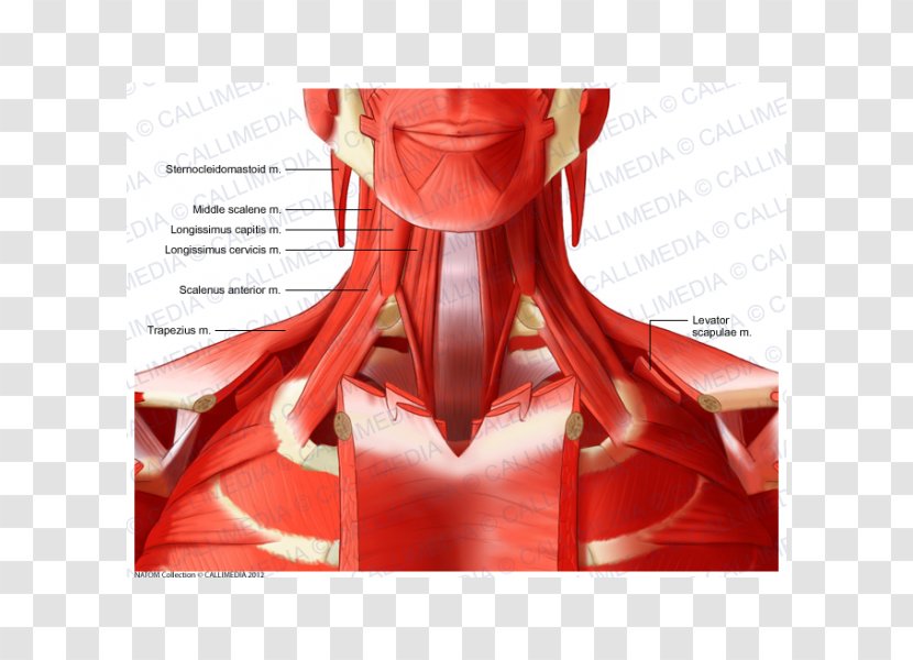 Anterior Triangle Of The Neck Deltoid Muscle Anatomy - Cartoon Transparent PNG
