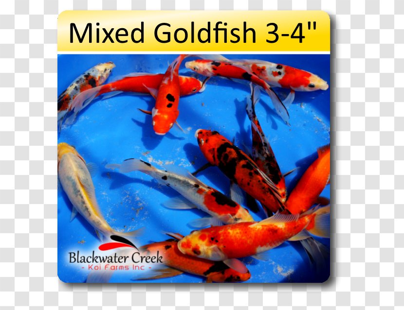 Blackwater Creek Koi Farm Shubunkin Feeder Fish - Goldfish Transparent PNG