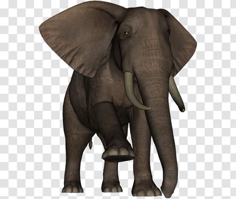 Indian Elephant African Wildlife Elephantidae Terrestrial Animal - India - Dieren Transparent PNG