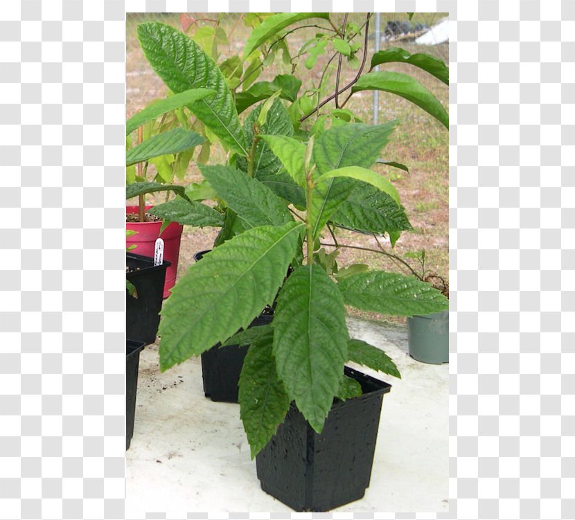 Loquat Plum Fruit Tree Leaf Transparent PNG