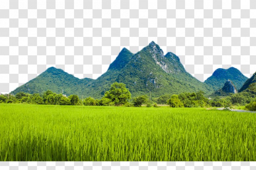 Conghua District Farm Agriculture Rural Tourism Crop - Stay - Mountain Paddy Fields Transparent PNG