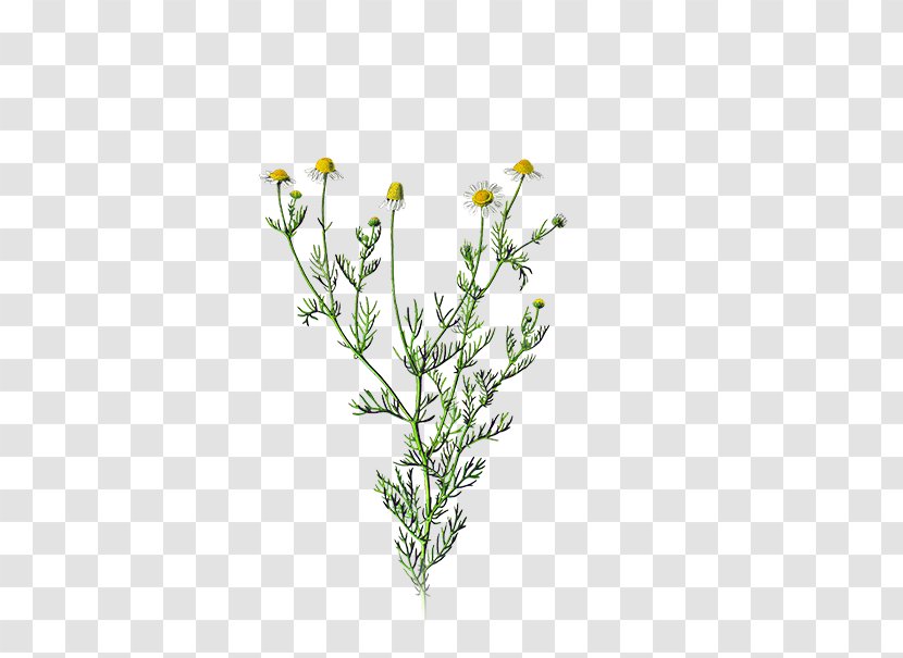 German Chamomile Roman Herb Daisy Family - Extract - Tilia Europaea Transparent PNG