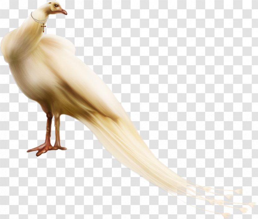 Bird Beak Pavo Galliformes Peafowl - Water Transparent PNG