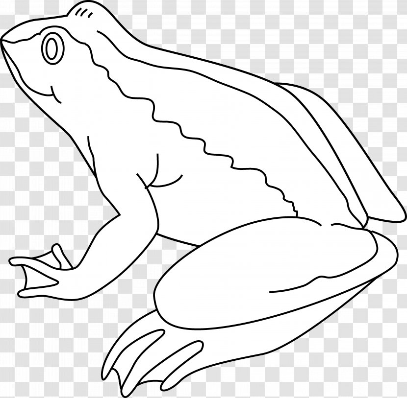 Frog Amphibian Black And White Drawing Clip Art - Vertebrate - Line Cliparts Transparent PNG