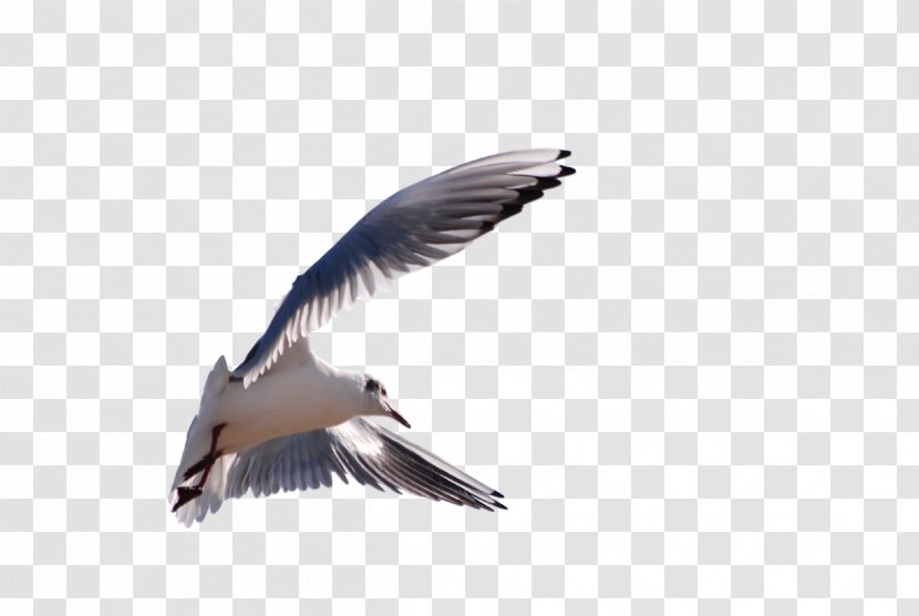 Gulls Wader Fauna Beak Feather - Bird - Flying Seagull Transparent PNG