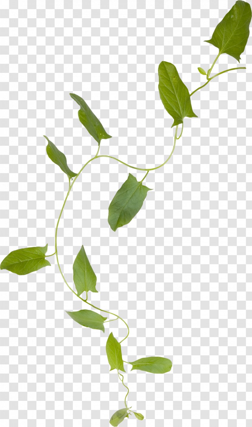Flower Clip Art - Plant Stem - Foliage Transparent PNG