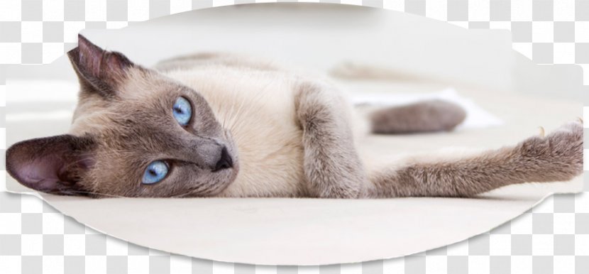 Whiskers Tonkinese Cat Siamese Persian Domestic Short-haired - Paw - Craig View Veterinary Clinic Transparent PNG
