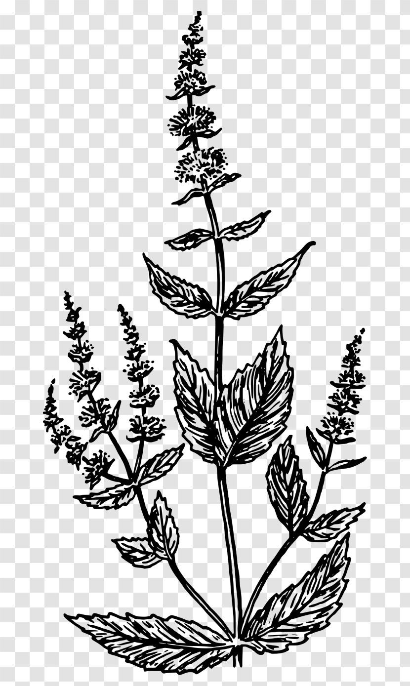 Mentha Spicata Drawing Clip Art - Maple - Monochrome Transparent PNG