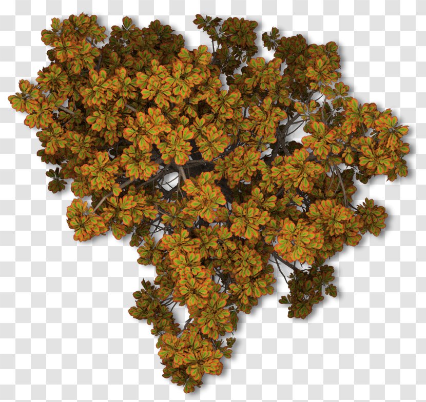 Tree Autumn Leaf Color Plant Transparent PNG