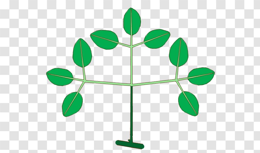 Leaf Plant Stem Line Branching Clip Art - Green Transparent PNG
